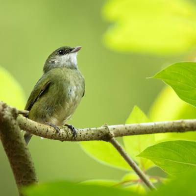 White-ruffed manakin