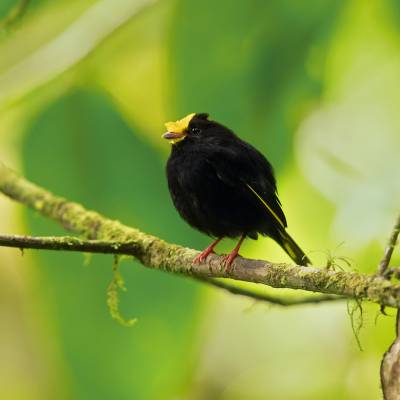 Golden-winged manakin