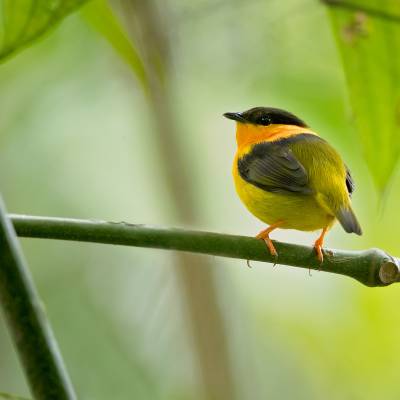 Golden-collared manakin