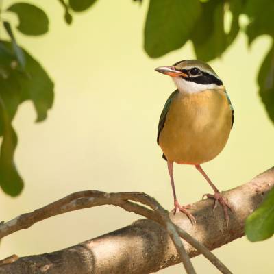 Indian pitta