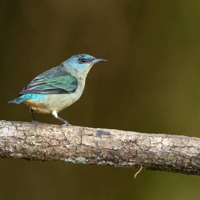 Black-legged dacnis