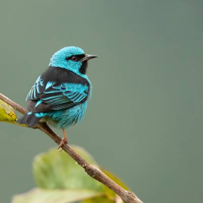 Blue dacnis