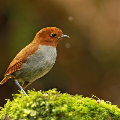 Bicolored antpitta