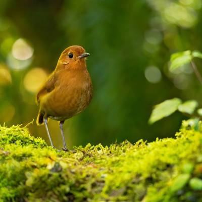 Brown-banded antpitta