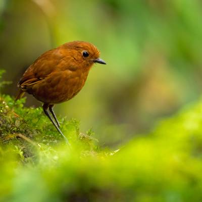 Rufous antpitta