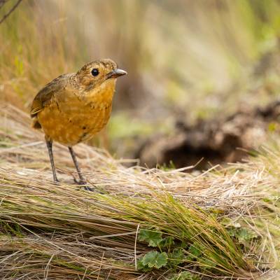 Tawny antpitta