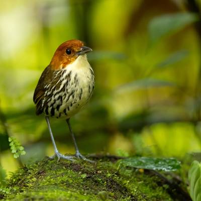 Chestnut-crowned antpitta