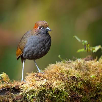 Chestnut-naped antpitta