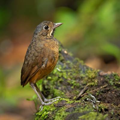 Scaled antpitta