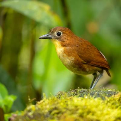 Yellow-breasted antpitta