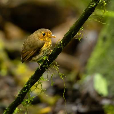 Ochre-breasted antpitta