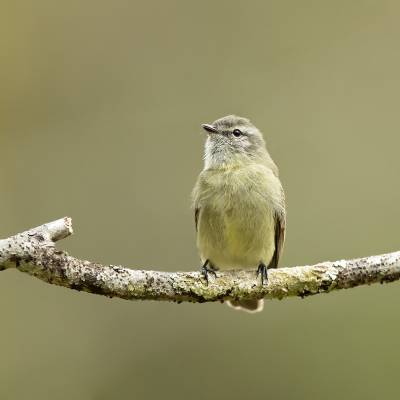 Planalto Tyrannulet