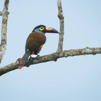 Plate-billed mountain toucan