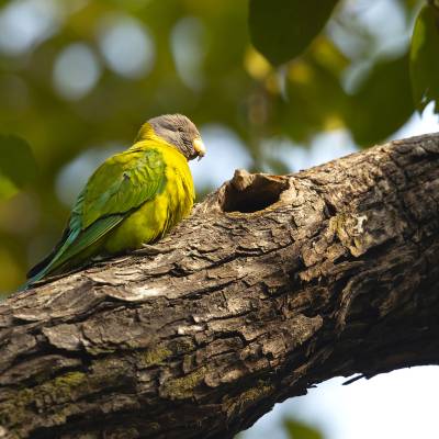 Plum-headed parakeet