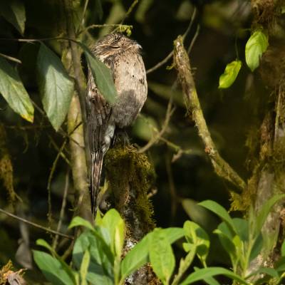 Common potoo