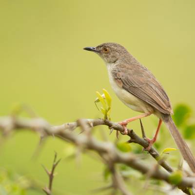 Jungle prinia