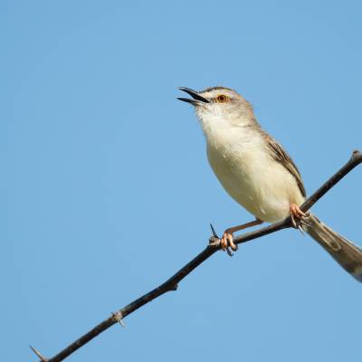 Plain prinia