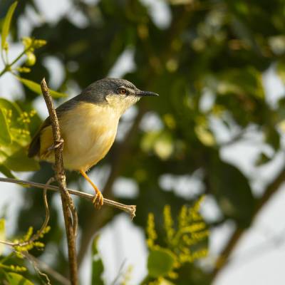 Ashy prinia