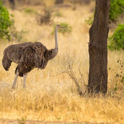 Common ostrich