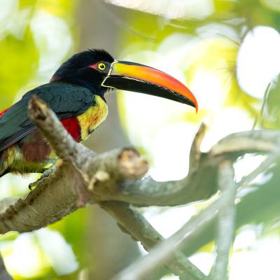 Fiery-billed aracari