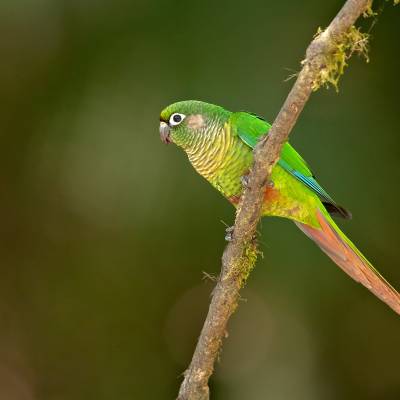 Maroon-bellied parakeet