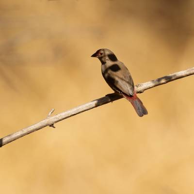 Red-billed firefinch