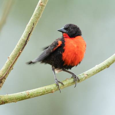 Red-breasted meadowlark