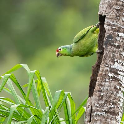 Red-lored amazon