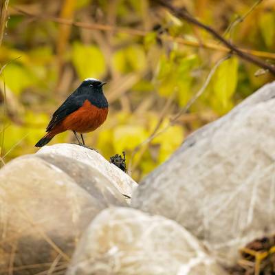 White-capped redstart