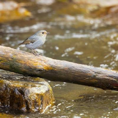 Plumbeous water redstart