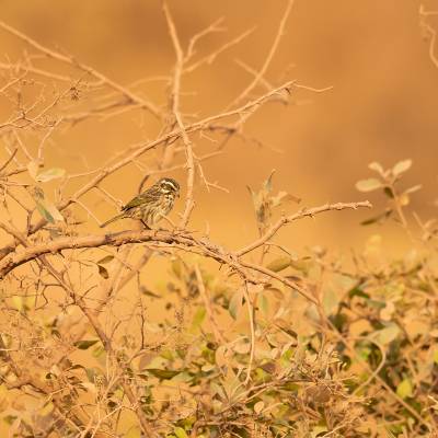 Reichenows seedeater