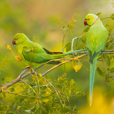 Rose-ringed parakeet