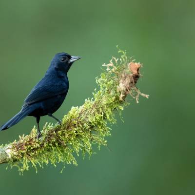 Ruby-crowned tanager