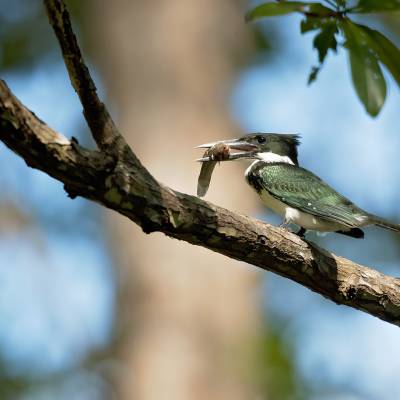 Amazon kingfisher