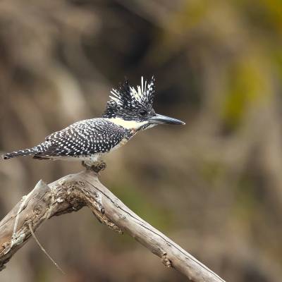 Crested kingfisher