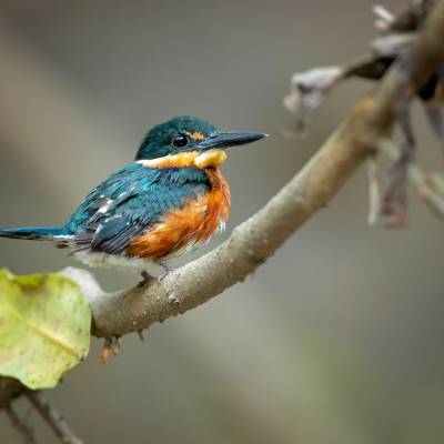 American pygmy kingfisher