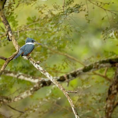 Ringed kingfisher