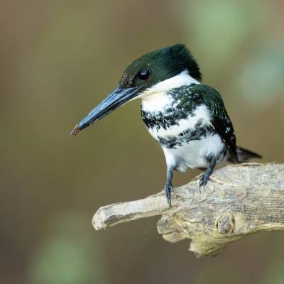 Green kingfisher