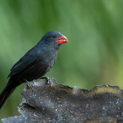 Slate-coloured grosbeak