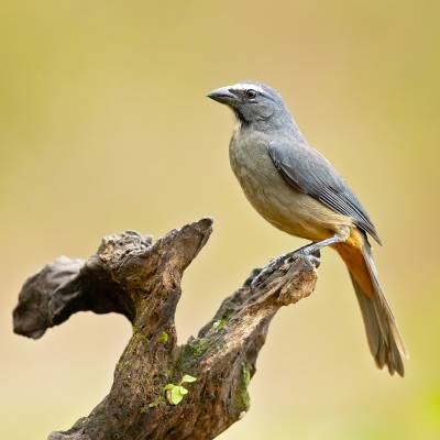 Greyish saltator