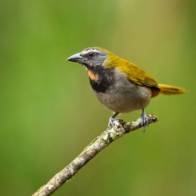 Buff-throated saltator