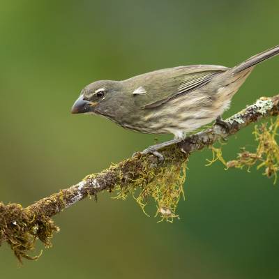 Streaked saltator