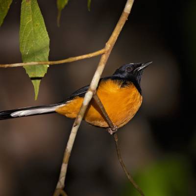 White-rumped shama