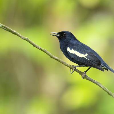 Oriental magpie-robin