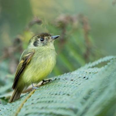 Sepia-capped flycatcher