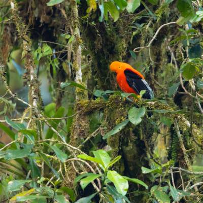 Andean cock-of-the-rock