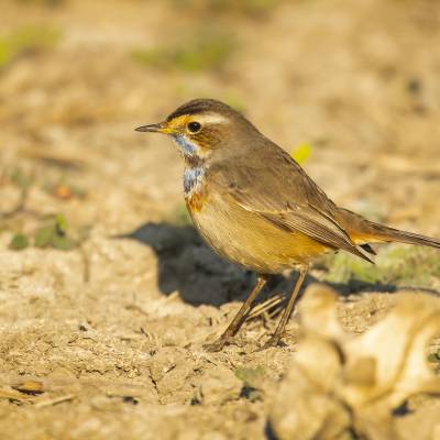 Bluethroat