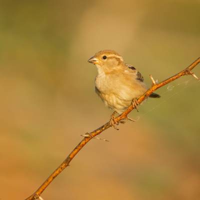 Baya weaver