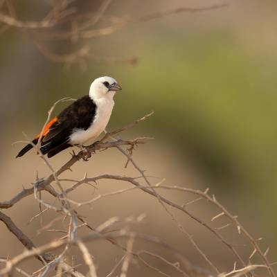 White-headed buffalo weaver