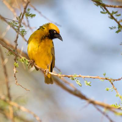 Speke's weaver